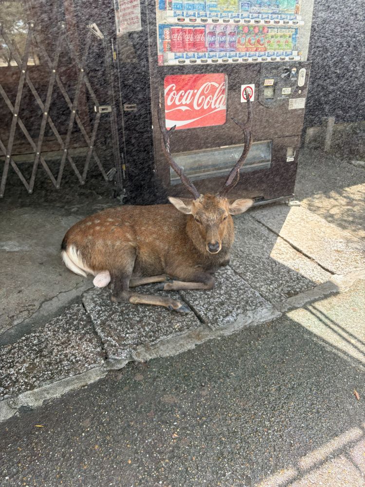 休憩する鹿