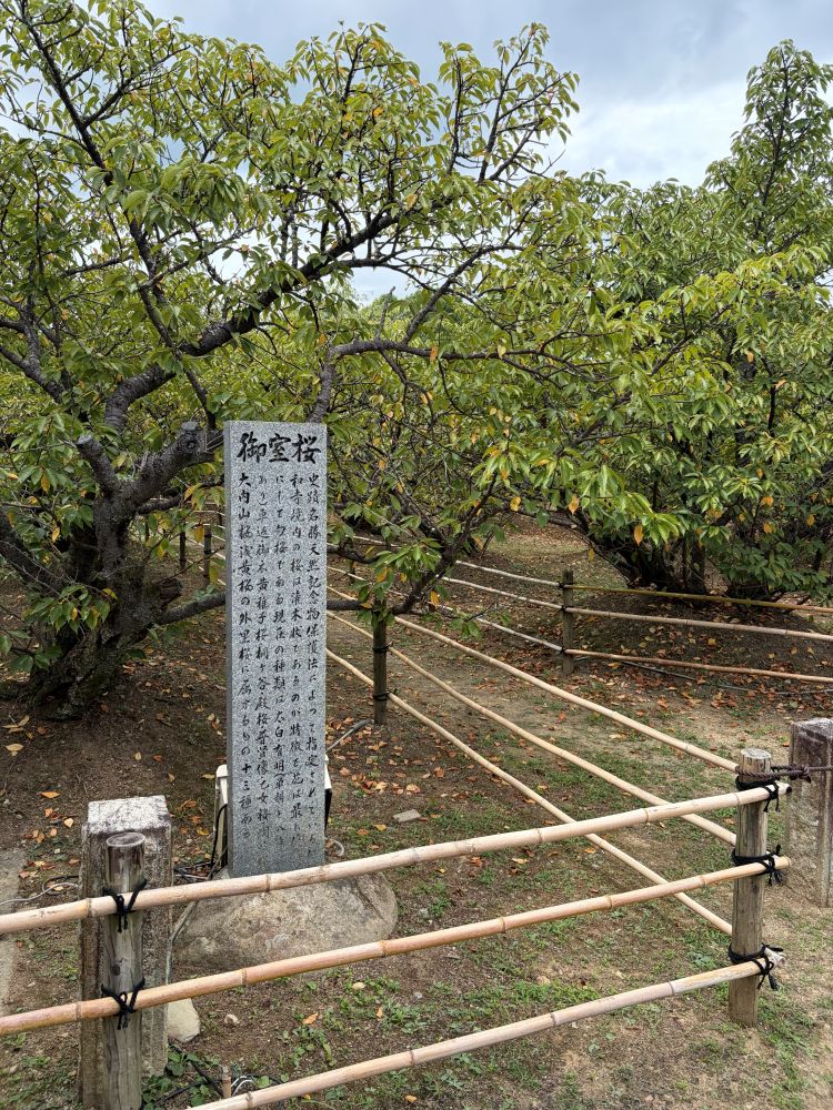仁和寺の御室桜